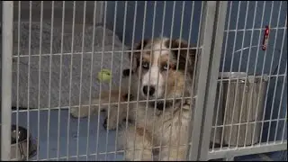 National Pet Month: Animal Shelter of Northeast Nebraska celebrates with special sale