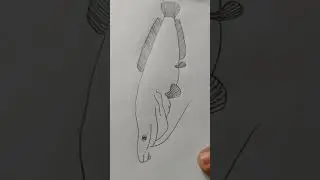 Clarias fish 🐟 figure ###drawingstyles #figurestudy #pencil #shortsvideo #viralshort