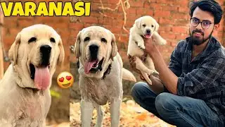 Champion Line Labrador Puppy In Varanasi 😍| Banaras Me Milega Champion Line Labrador Puppy🤩