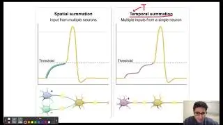 Spatial vs Temporal Summation