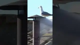 Fumata blanca que anuncia la elecci&oacute;n del nuevo #papa