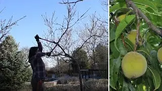 Pruning Fruit Trees - Spring Cleanup