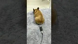 Dog Farting😂😂
