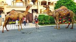 Camel for Qurbani Eid 2019 in Lahore Wapda Town - Bakra Mandi Pakistan