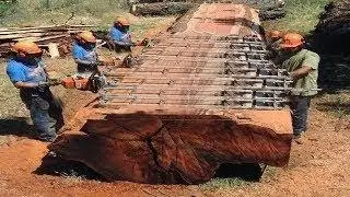 Dangerous Fastest Biggest Tree Felling Cutting Down Woodwork Woodcutter Skills TurboSaw
