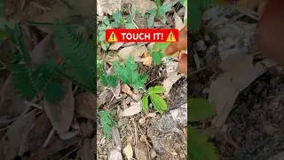 Shame Plant (Tickelish) | #farming #ghana #offgrid #gardening #nature #kwamen #dangelo #brownsugar