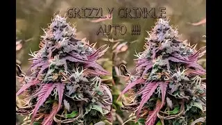 Grizzly Crinkle Auto Grow Update 🌱 | Cannabis Growing Tips & Progress! #Mephistogenetics #Mephisto