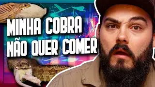 Minha COBRA não quer comer? Por que minha JIBOIA não quer comer? - Biólogo Tai