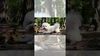 Orava varastaa p&auml;hkin&auml;n bichonilta!
