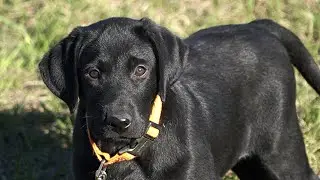 Teaching the Retrieve with Bill Hillmann - Brigadier 9wks