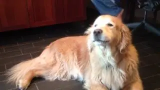 Happy Dog Howls to Sad Song