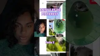 Animales de Pinterest Parte 2 #shorts #animals #cats #gatos