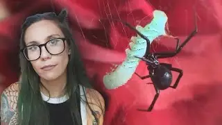 In memory of Binx - Unboxing 2 Black Widows from Micro Wilderness (Latrodectus hesperus)