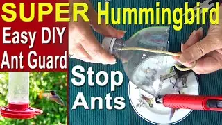 Hummingbirds * NO MORE ANTS, Hummingbird Feeder Ant Moat * DIY How to Make Ant Guard & Nectar Recipe