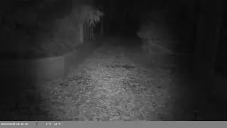 Trap Camera Captures Farms Cat (Felis catus) On 29 October 2025