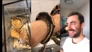 BADLY ABUSED BALL PYTHONS - DOUBLE SNAKE RESCUE!