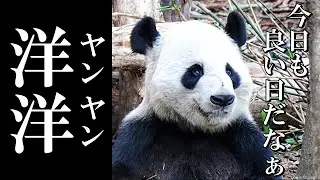 ご長寿パンダ『洋洋ヤンヤン』さん｜広いお庭でのんびり過ごす穏やかな一日✨