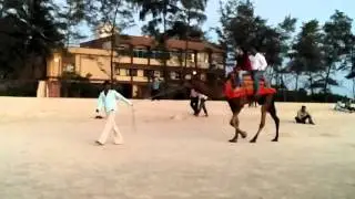 A slow moving camel in slomo I
