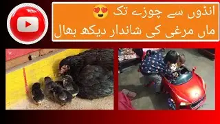 Hen Eggs Hatched Successfully First Feed of Chicks Explained Complete Informative Video Dec 29, 2025