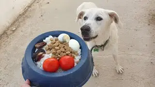 My senior dog ate today &ndash; rice, dry dog food, hard-boiled eggs, tomatoes, and dates. 