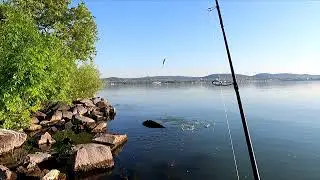 Balatoni balin Rico Riddim 60 Sinking Green Roach wobblerre 4K