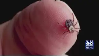 CDC: How to spot signs, symptoms of Lyme disease