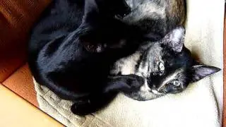 Katzenkinder aus Mallorca: M&uuml;cke und Motte