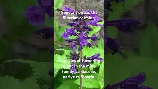 Nepeta sibirica, the Siberian catmint, Flowering plant of mint family Lamiaceae, native to Siberia.