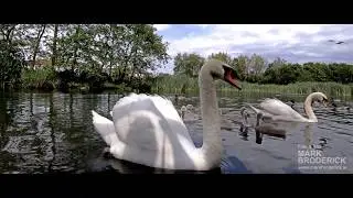 Swans protecting their young at Skerries Mills pond