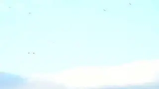 Black Vultures Kettling