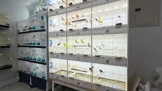 Canary breeding 2026 #canary #birds #birdsong #pets #canarias #animals #canarybreeding #canarbreers