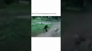 helicopter helicopter mokey play with dog #shorts #funny #viral #comedy #flying_azhar #trending #dog