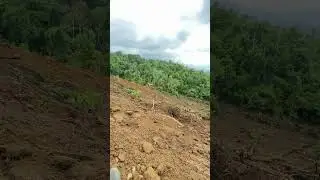 Incredible D6R XL Bulldozer Transformation for Oil Palm Plantations #dozers