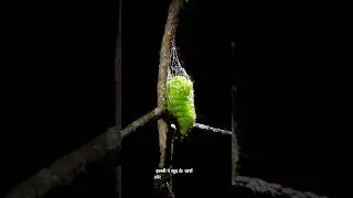 &lsquo;&rsquo;Cocoon or Chrysalis the real Difference!&rdquo; #shorts #cocoon #chrysalis