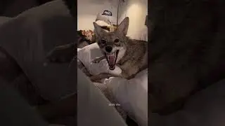 This Man Tamed a Wild Coyote!