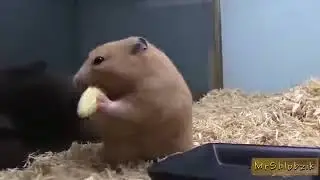 Geile Tierwelt....versucht nicht zu lachen.....