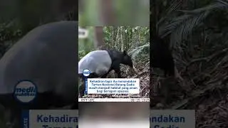 Gemes kali tingkahnya emang 😍❤️ #tapir #satwalucu #trendingshortsvideo