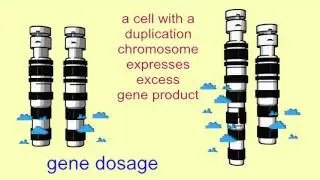 CHROMOSOMAL DUPLICATIONS