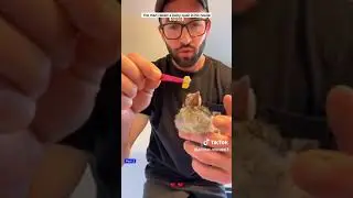 Animal rescue-Baby quail rescue- grow up by a man in his house#animalrescue#animals#kindness#respect