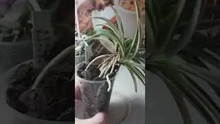 Цветение орхидеи Leptotes bicolor и  Neofinitia Falcata Kotou Fukurin