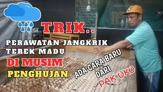 PERAWATAN🟠JANGKRIK DI MUSIM HUJAN