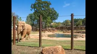 GRAND NEW VIEW at Zoo Atlanta's Elephant Savanna