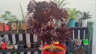 CÓMO CUIDAR, CÓMO REPRODUCIR, DÓNDE UBICAR, QUÉ SUSTRATO USAR Y CUANDO REGAR EL AEONIUM ROSA NEGRA?
