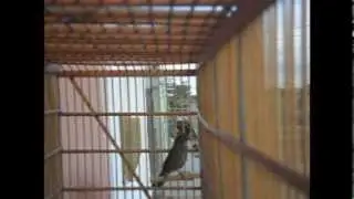 CURIO CINTO PRETO COM 3 MESES CANTO GOIANO