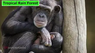 The physical features of Africa please subscribe like and share , it consist of mountains,desertetc