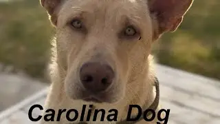 American Dingo from the Spirit World