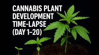 Cannabis Plant Growth Time-Lapse (Day 1&ndash;20)