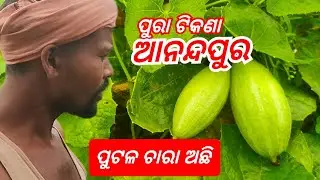 ପୁରା ଟିକଣା ନିଅନ୍ତୁ ଆଉ ପୁଟଳ ଚାରା ଫାଇଁ Contact କରନ୍ତୁ #Greenparibar