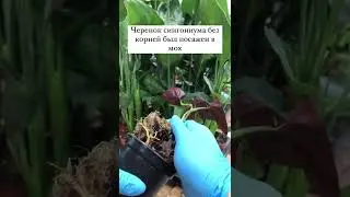 А Вы пробовали укоренять растения во мху?