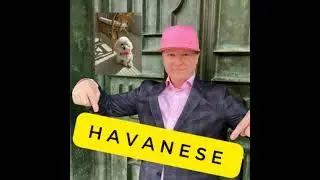 Havanese History, Form and Function, Livability and Lovability